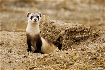 Black-footed Ferret print