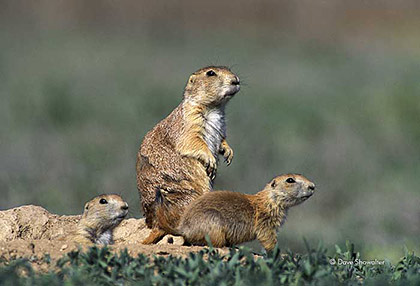 Black-tailed Prairie Dogs On Burrow print