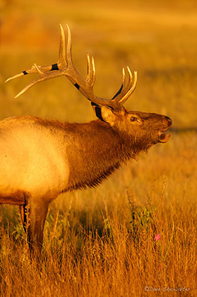 Bugling Bull Elk print