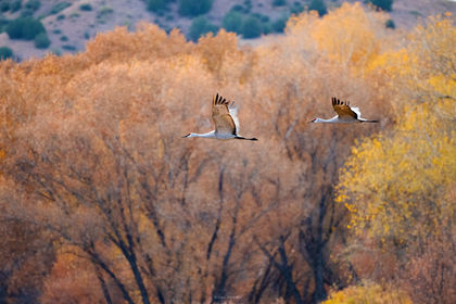 Sandhill Autumn On The Gila print