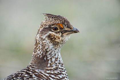 Sharptail Portrait print