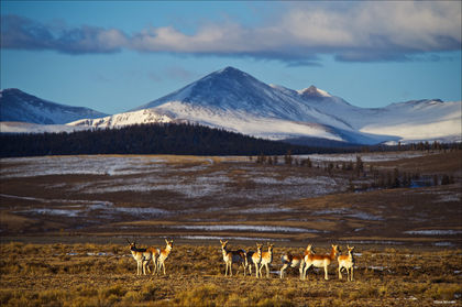 Cochetopa Pronghorn print