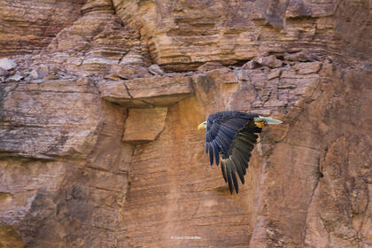 Grand Bald Eagle print