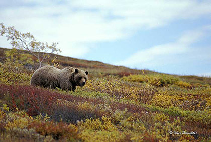 Denali Grizzly print