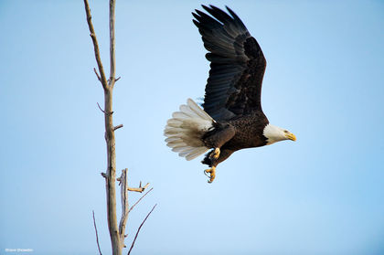 Eagle Liftoff print