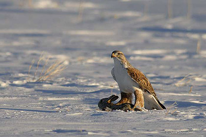 Ferruginous Hawk With Rabbit print
