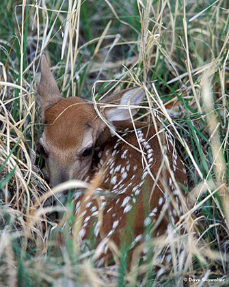 White-tail fawn in grass print