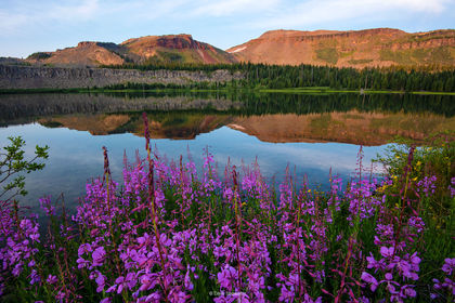 High Summer Flattops print