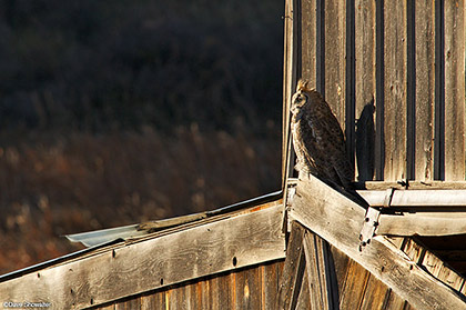 Prairie Watcher print