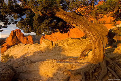 Juniper and South Gateway print