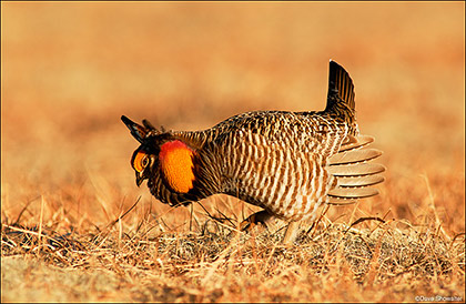 Greater Prairie Chicken Male on Lek print