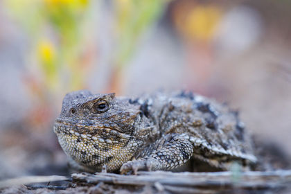 Greater Short-Horned Lizard Closeup print
