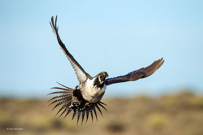 Lek Flight print