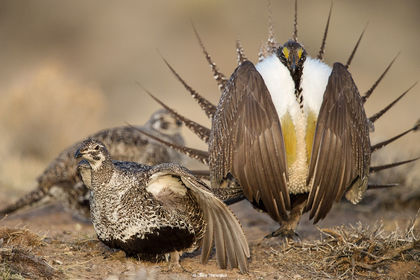 Sage-grouse Submission print