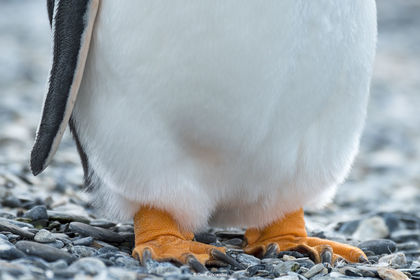 Gentoo Feet print