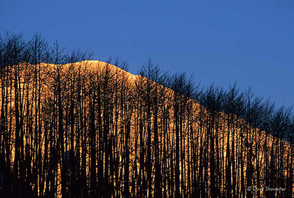 Gothic Mountain - Through Aspen print