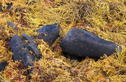 Kelp Patterns print
