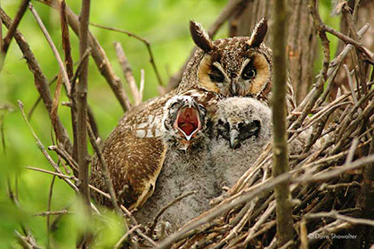 Long-eared Owls on Nest print