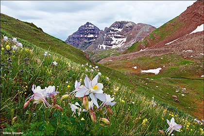 North Maroon Columbine print