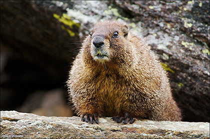 Marmot Curiosity print
