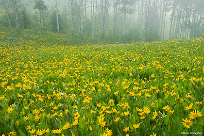 Balsamroot in Fog print