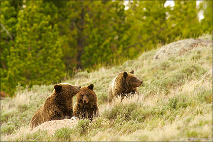 Grizzly Sow With Cubs print