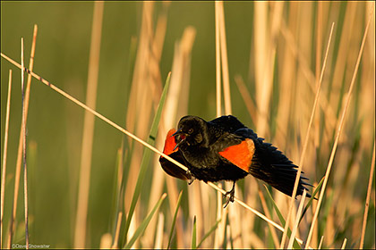 Red-winged Blackbird Call print
