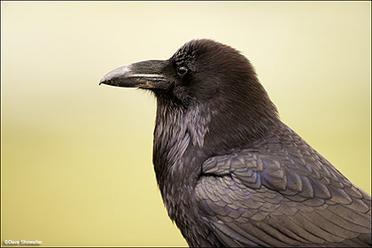 Raven Portrait print