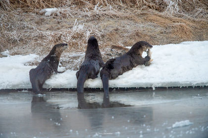 Otter Family print