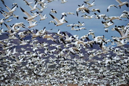 Snow Goose Mass Lift Off print