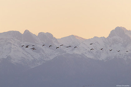 Sandhill Flight - Face of The Sangres print