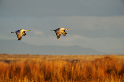 Sandhill Roost Flight print
