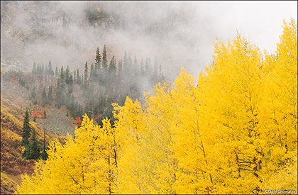 Autumn Aspen and Clouds print