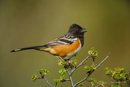 Towhee Song print