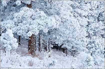 Winter Ponderosa Forest print