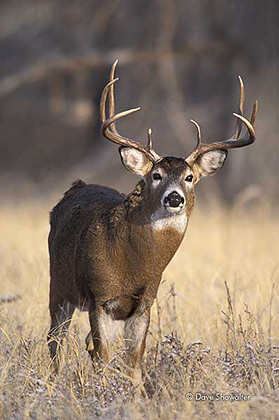White-tail buck portrait print