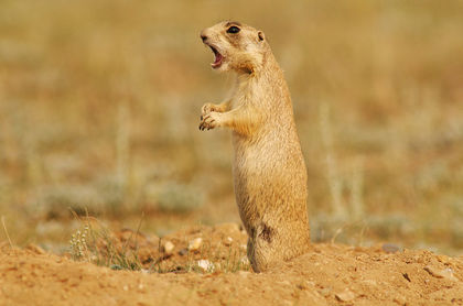 White-Tailed Prairie Dog Bark print