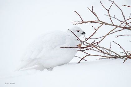 Ptarmigan and Willow Bud print