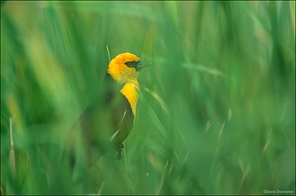 Yellow-headed Blackbird in Cattails print