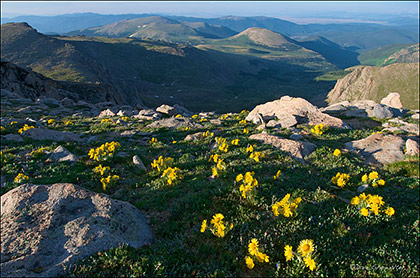 Alpine Sunflowers print