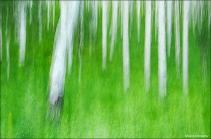 Aspen Impression print