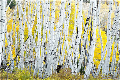 Aspen Bole Chaos print