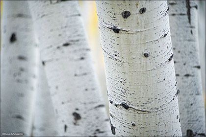 Aspen Bole Closeup print