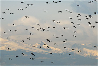Autumn Canada Geese Arrival, Rocky Mount print