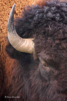 Bison Bull Closeup print