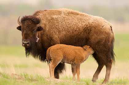 Bison Calf Nursing print