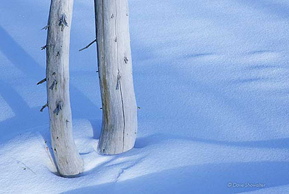 Bleached Pine in Snow print