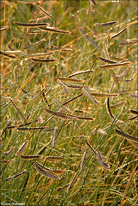 Blue Grama Seed Heads print