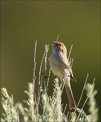 Brewer's Sparrow in Song print