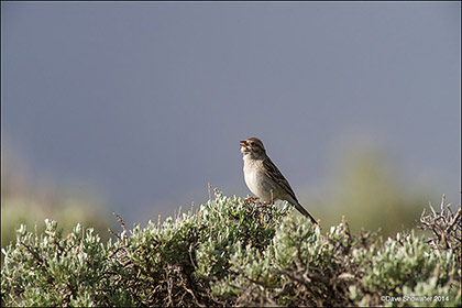 Brewer's Sparrow In Song print